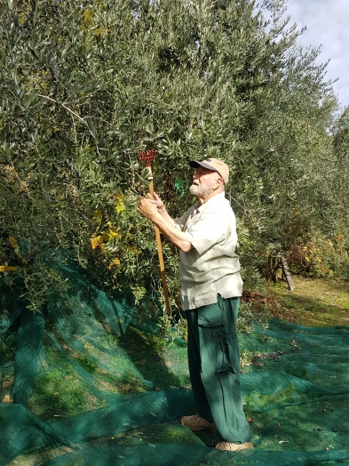 Olivenernte in unserem Dorf